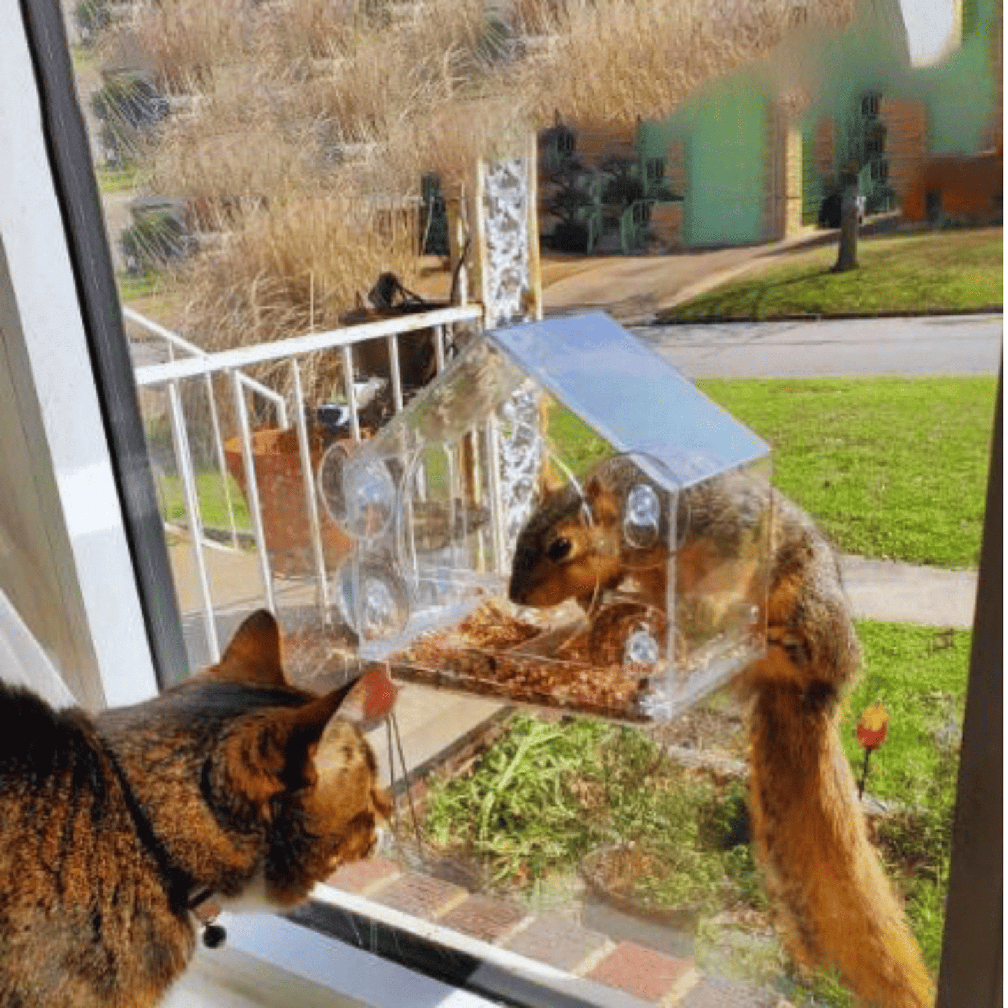 Minkito™ CatView Feeder